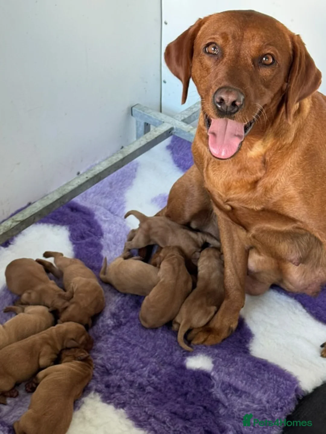 Labrador Retriever dogs for stud: 0/0 Hips & elbows fox red labrador in Leyburn - Advert 18