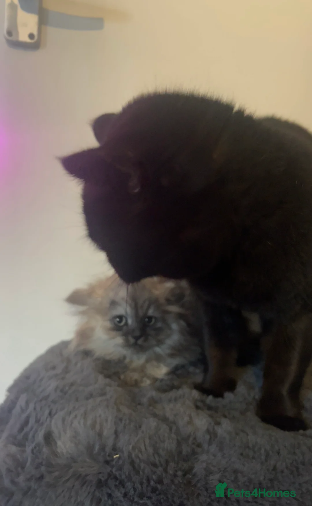 British Shorthair cats for sale: Beautiful male looking for his forever home💙 - Advert 5