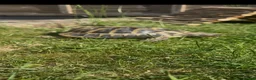 Tortoise reptiles for sale: Male Herman  - Advert 4