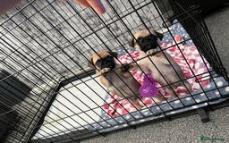 Pug dogs for sale: 2 beautiful pugs left - Image 1