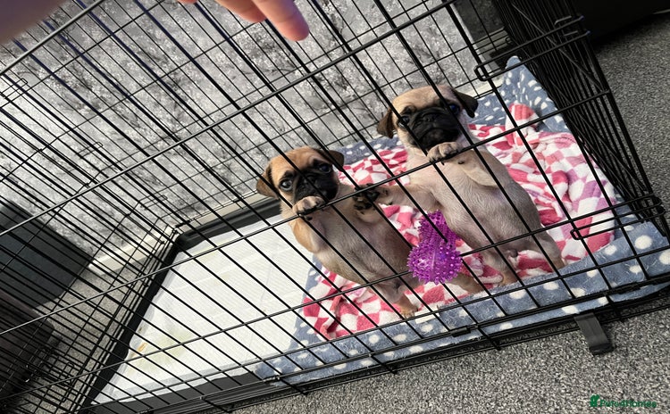 Pug dogs - Advert 2
