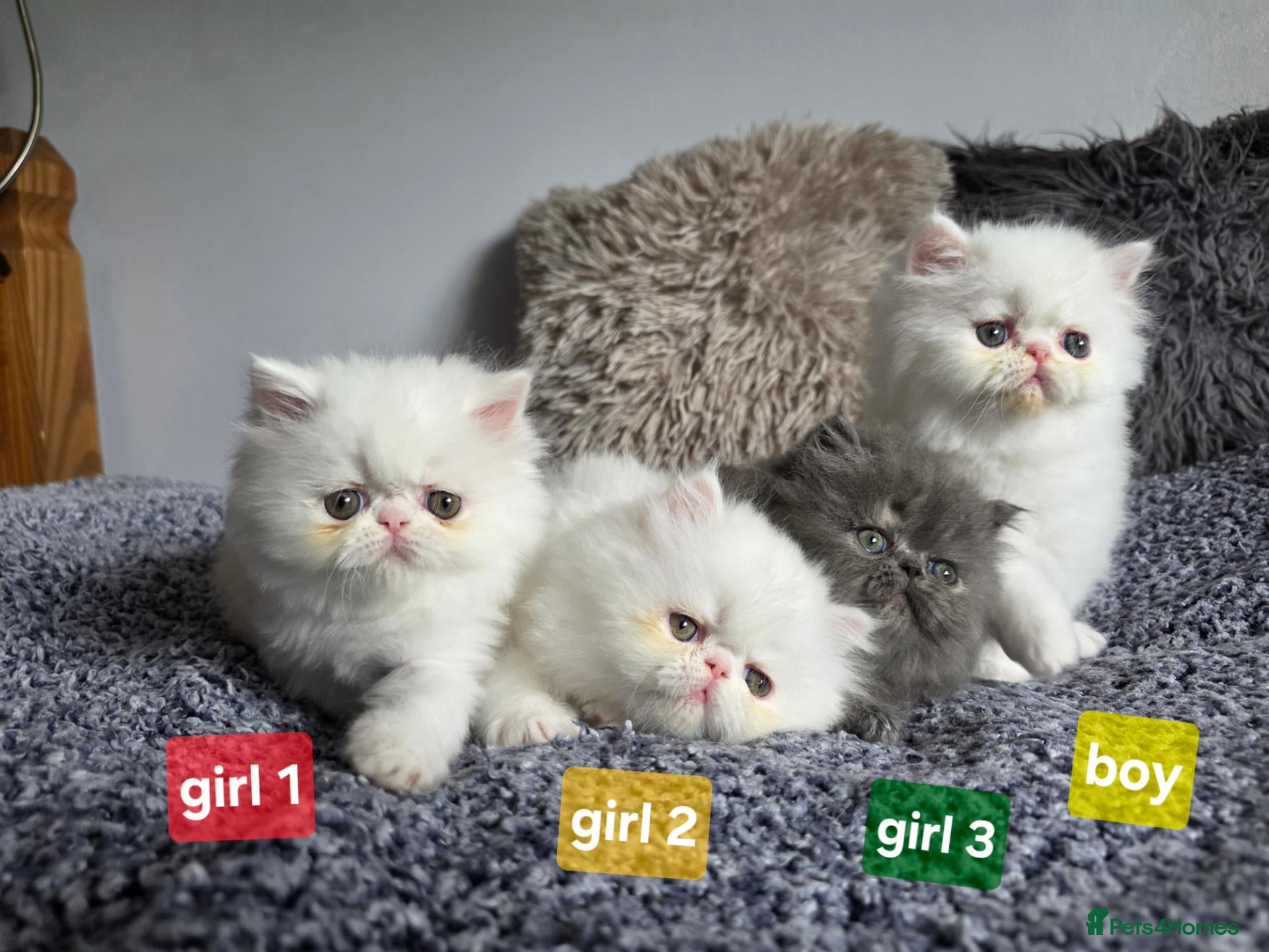 Persian cats BEAUTIFUL PERSIAN KITTENS – READY 14 SEPTEMBER ❤️ - Advert 1