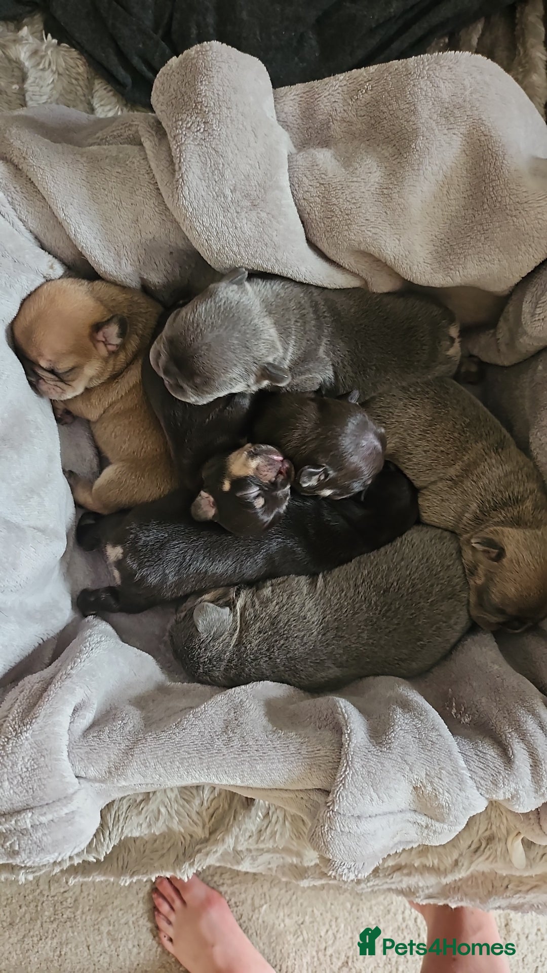 French Bulldog dogs for sale: Exquisite Pedigree French Bull Dog Puppies  - Image 7