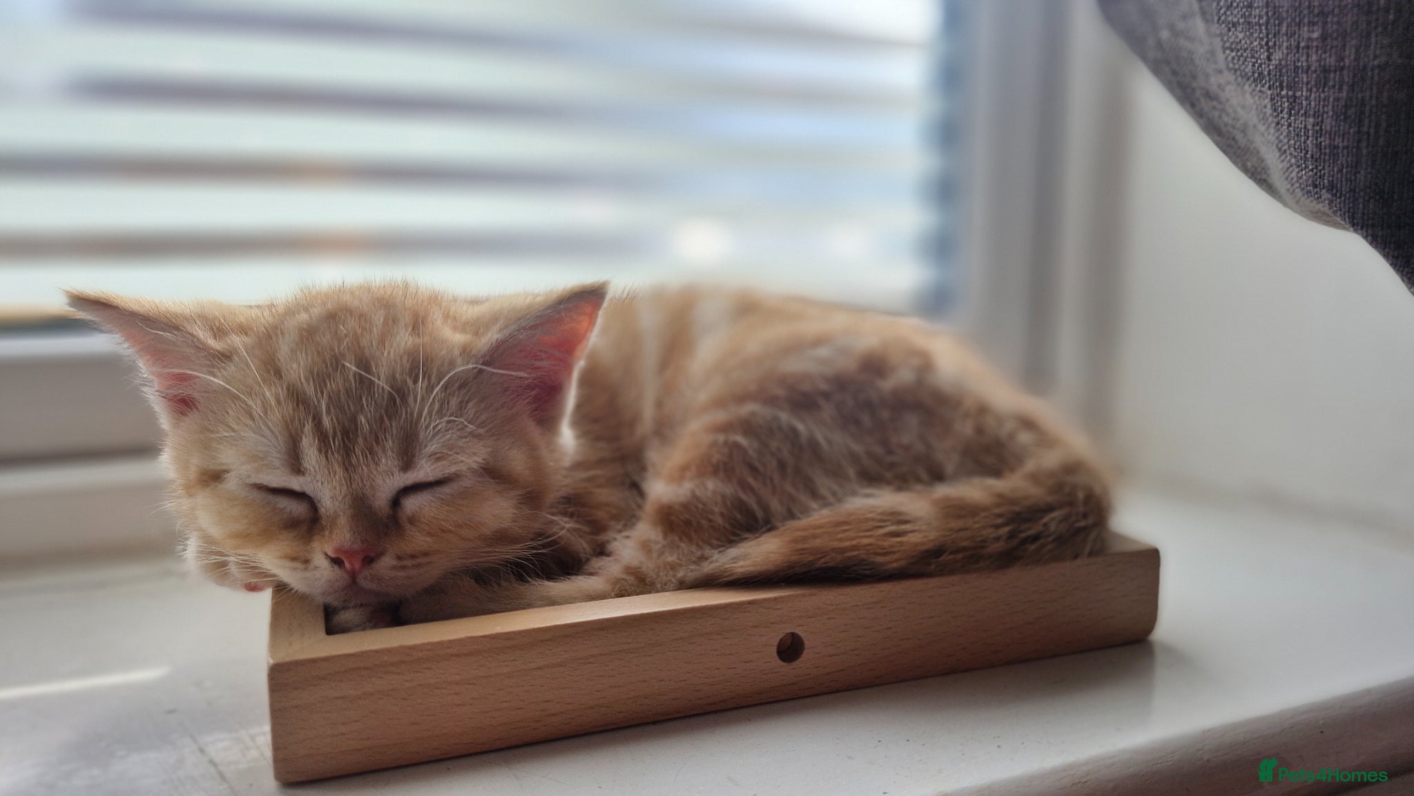 Scottish Fold cats Scottish Fold Kittens READY FOR NEW HOMES  - Advert 19