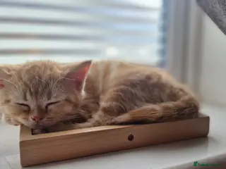 Scottish Fold cats Scottish Fold Kittens READY FOR NEW HOMES - Advert 19