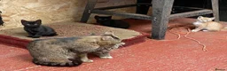 Mixed Breed cats for sale: Farm bred kittens available for there new homes - Advert 3