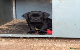 Mixed Breed dogs for sale: PUGGLES - Image 6