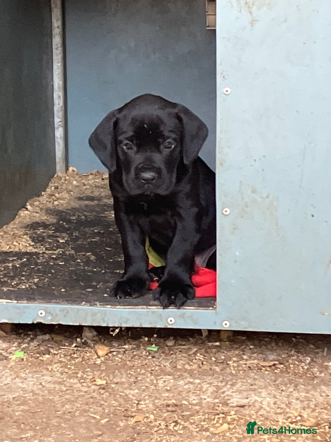 Mixed Breed dogs for sale: PUGGLES - Image 6