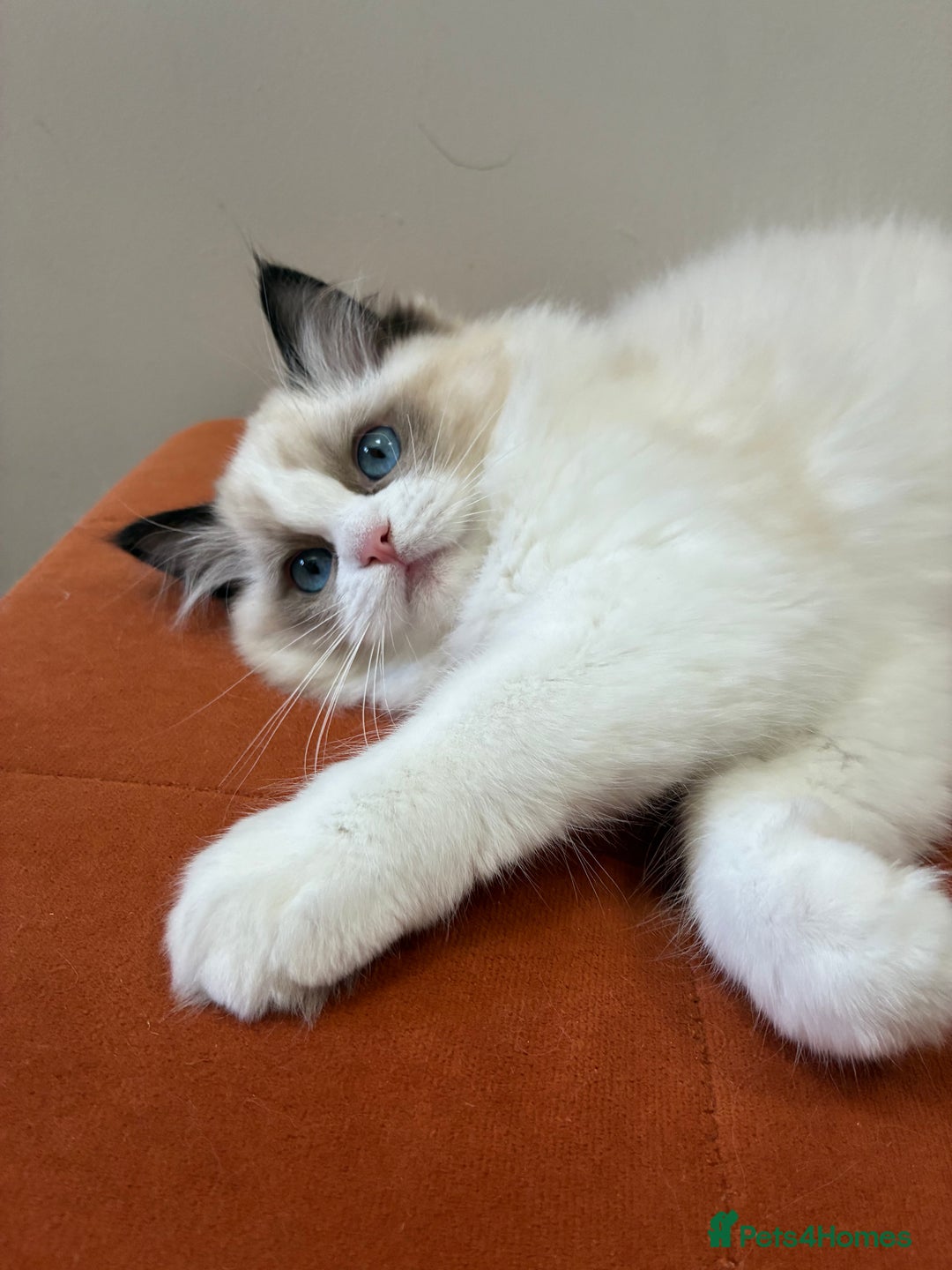 Ragdoll cats for sale: Champion Lines - Ragdoll Kittens - Advert 21