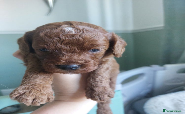 Cavapoo dogs - Advert 19