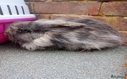 Mixed Breed rabbits for sale: Beautiful rabbits - Advert 2