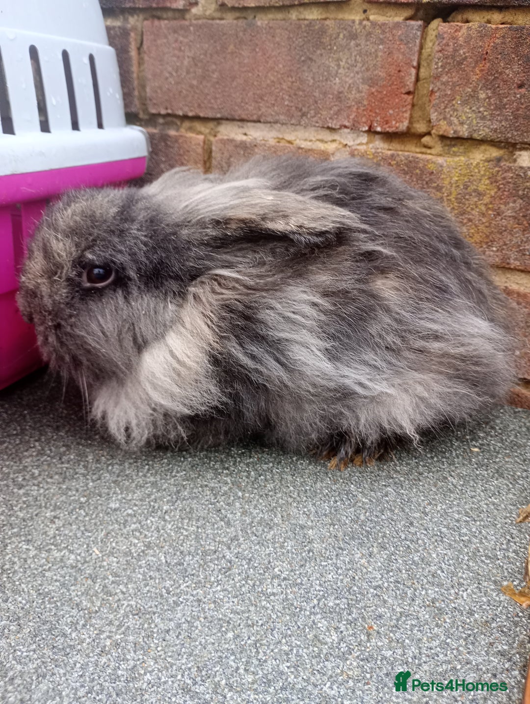 Mixed Breed rabbits for sale: Beautiful rabbits - Advert 2