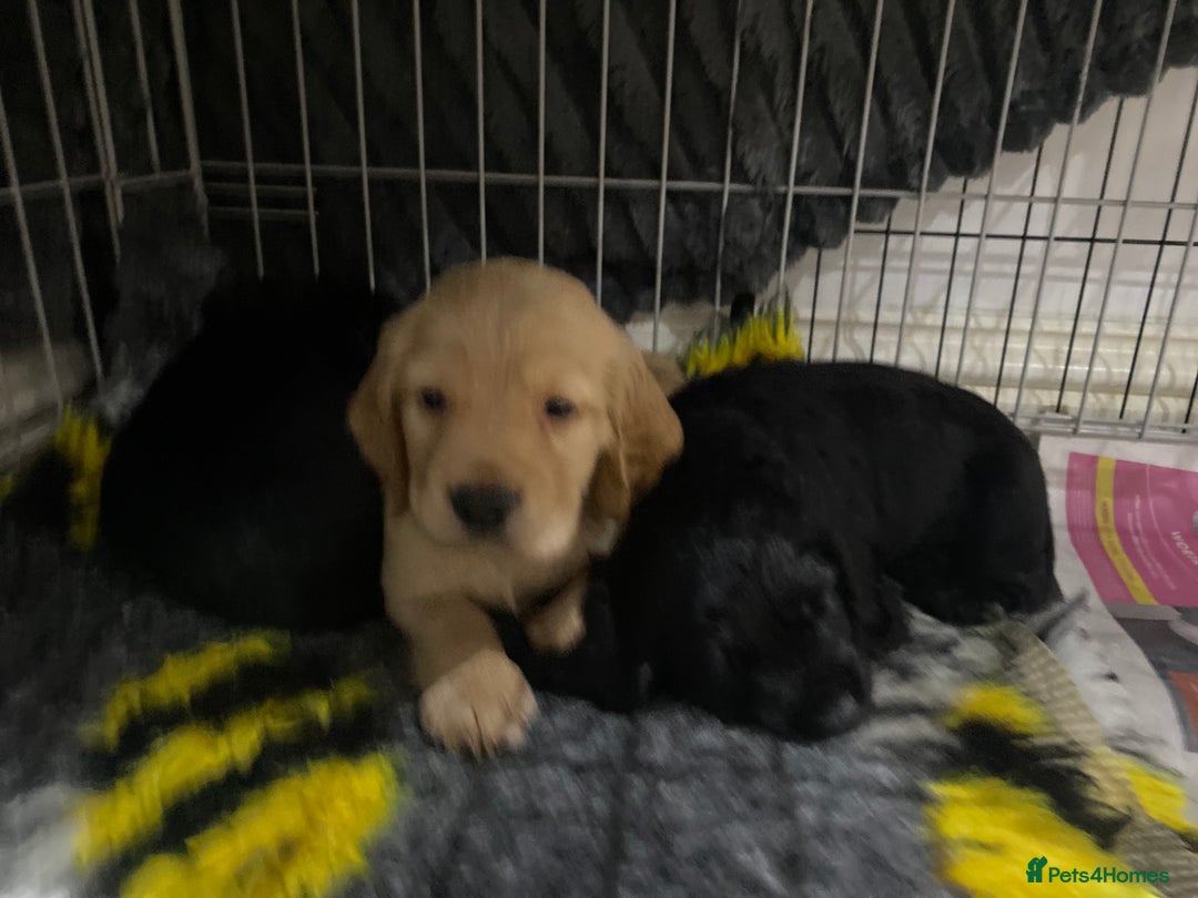 Cocker Spaniel dogs for sale: Superb Quality Royal KC Cocker Spaniel Puppies - Advert 11