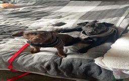 Patterdale Terrier dogs for sale: Patterdale puppies male  - Image 13