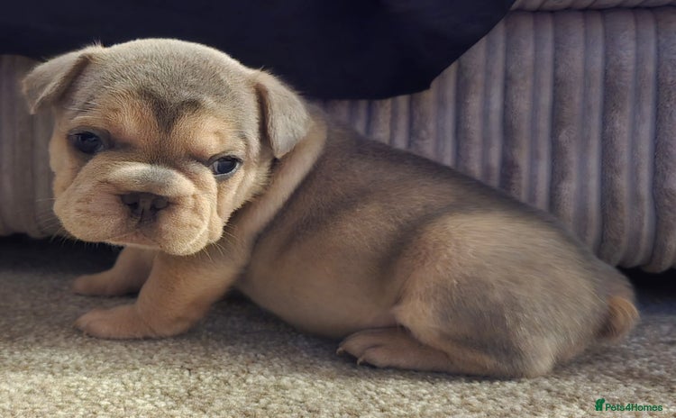 French Bulldog dogs - Advert 14