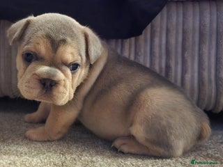 French Bulldog dogs - Advert 34