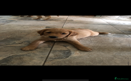 Golden Retriever dogs for sale: Beautiful Health Tested Puppies  - Image 12