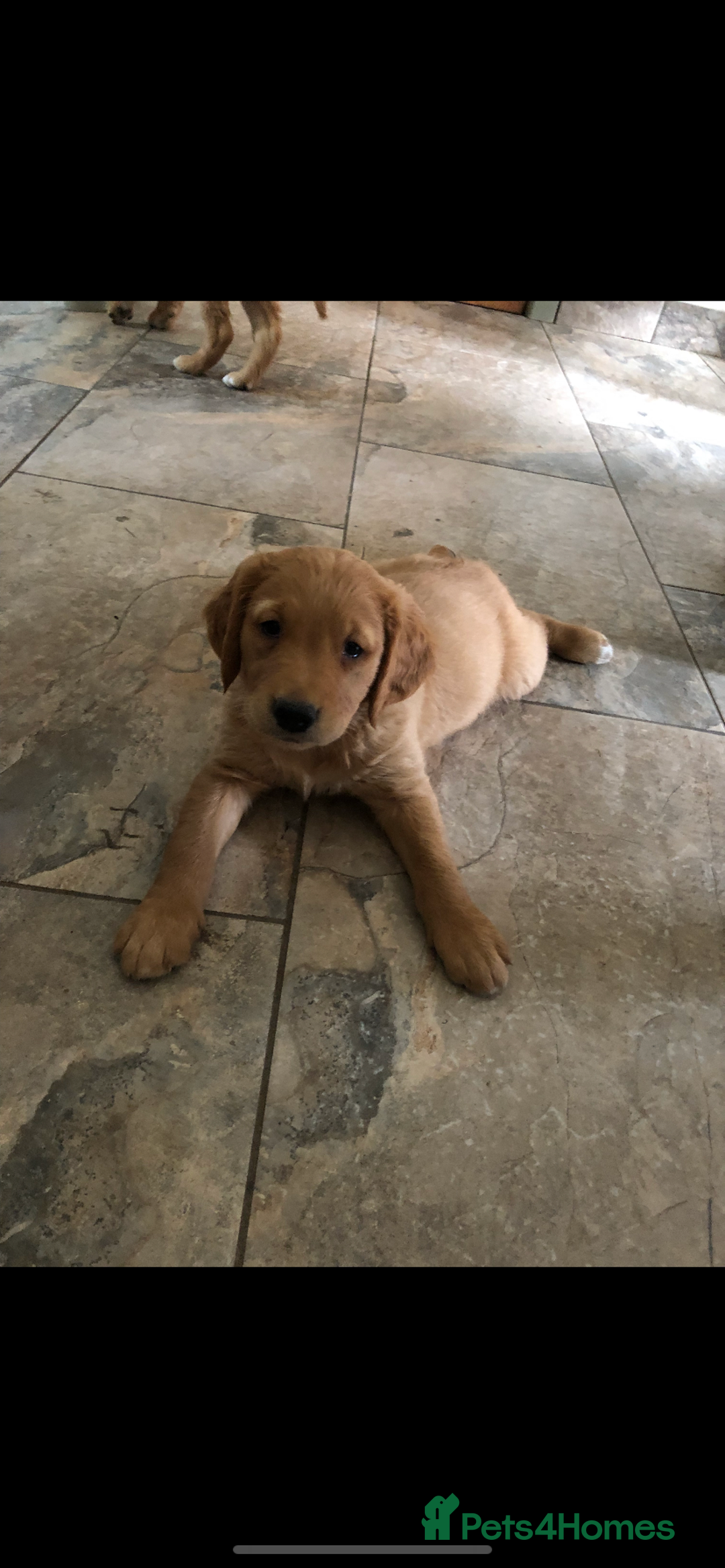 Golden Retriever dogs for sale: Beautiful Health Tested Puppies  - Image 12