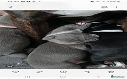 Staffordshire Bull Terrier dogs for sale: Staffordshire bull terriers puppy's  - Advert 9