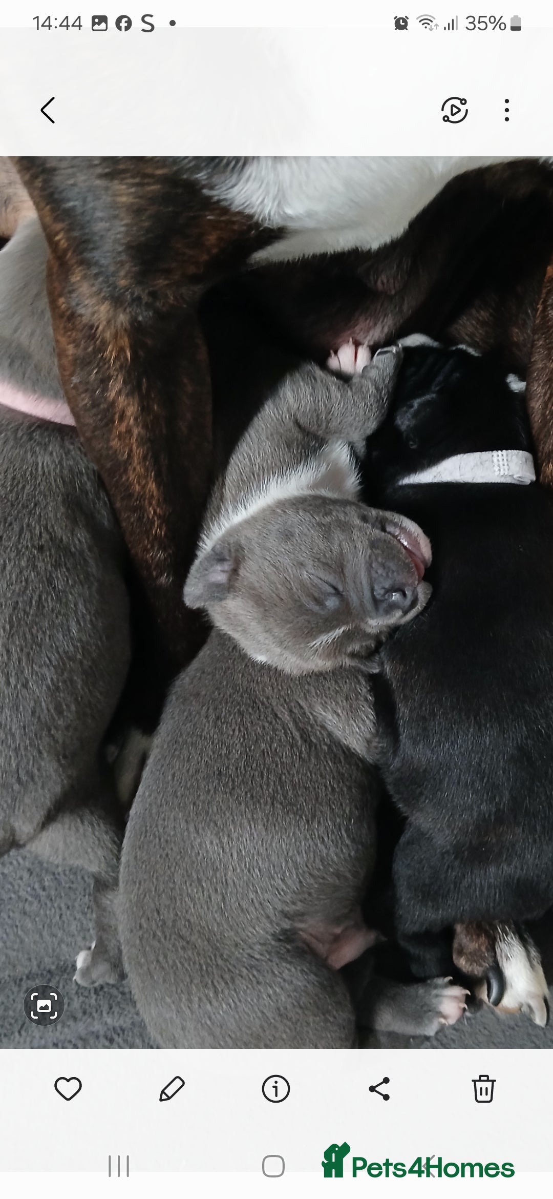 Staffordshire Bull Terrier dogs for sale: Staffordshire bull terriers puppy's  - Advert 9