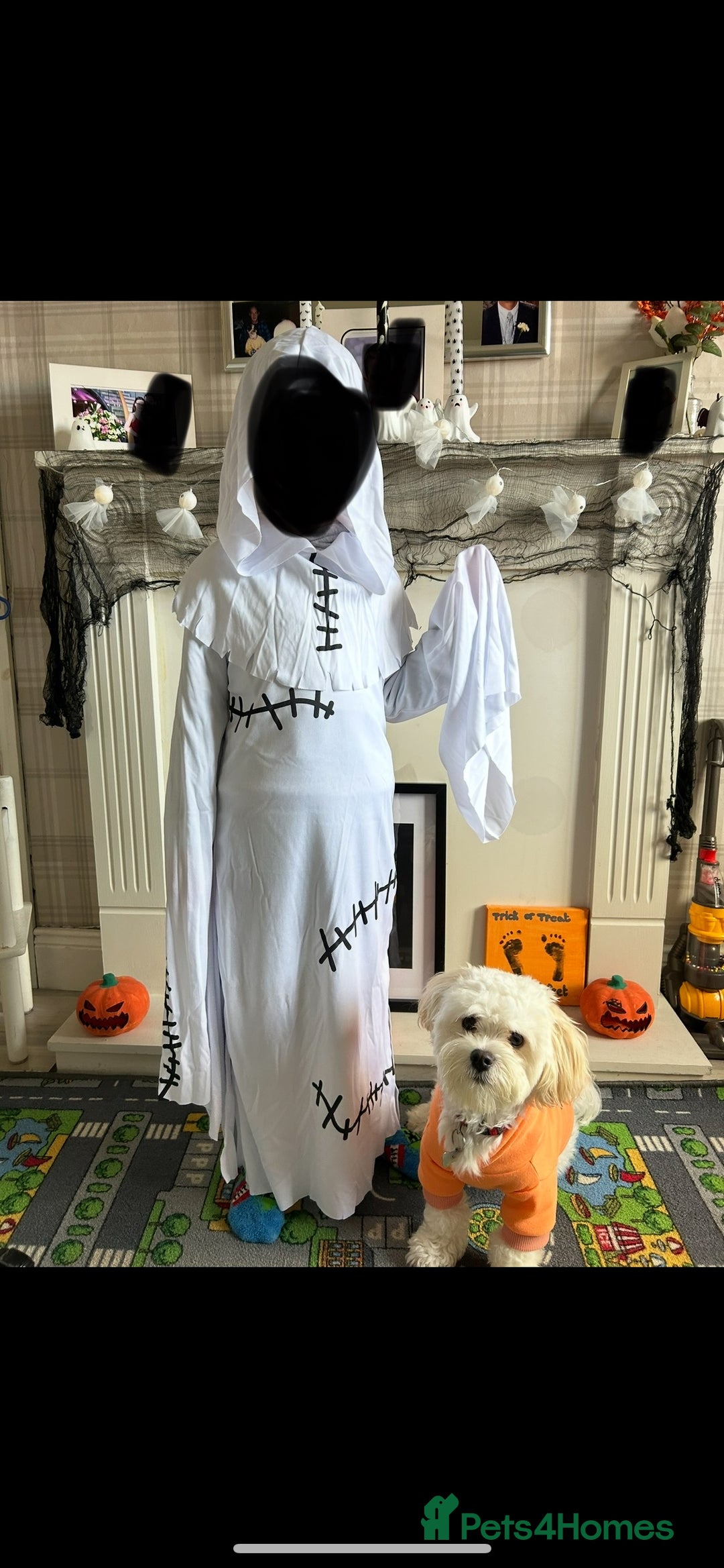 Maltese dogs for stud: Maltichon stud, 2 years old - Image 2