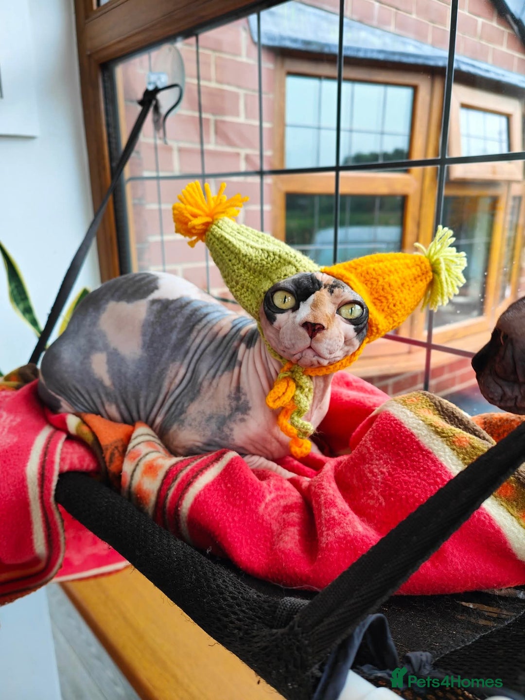 Sphynx cats for sale: Beautiful Sphynx Calico Girl  - Image 2