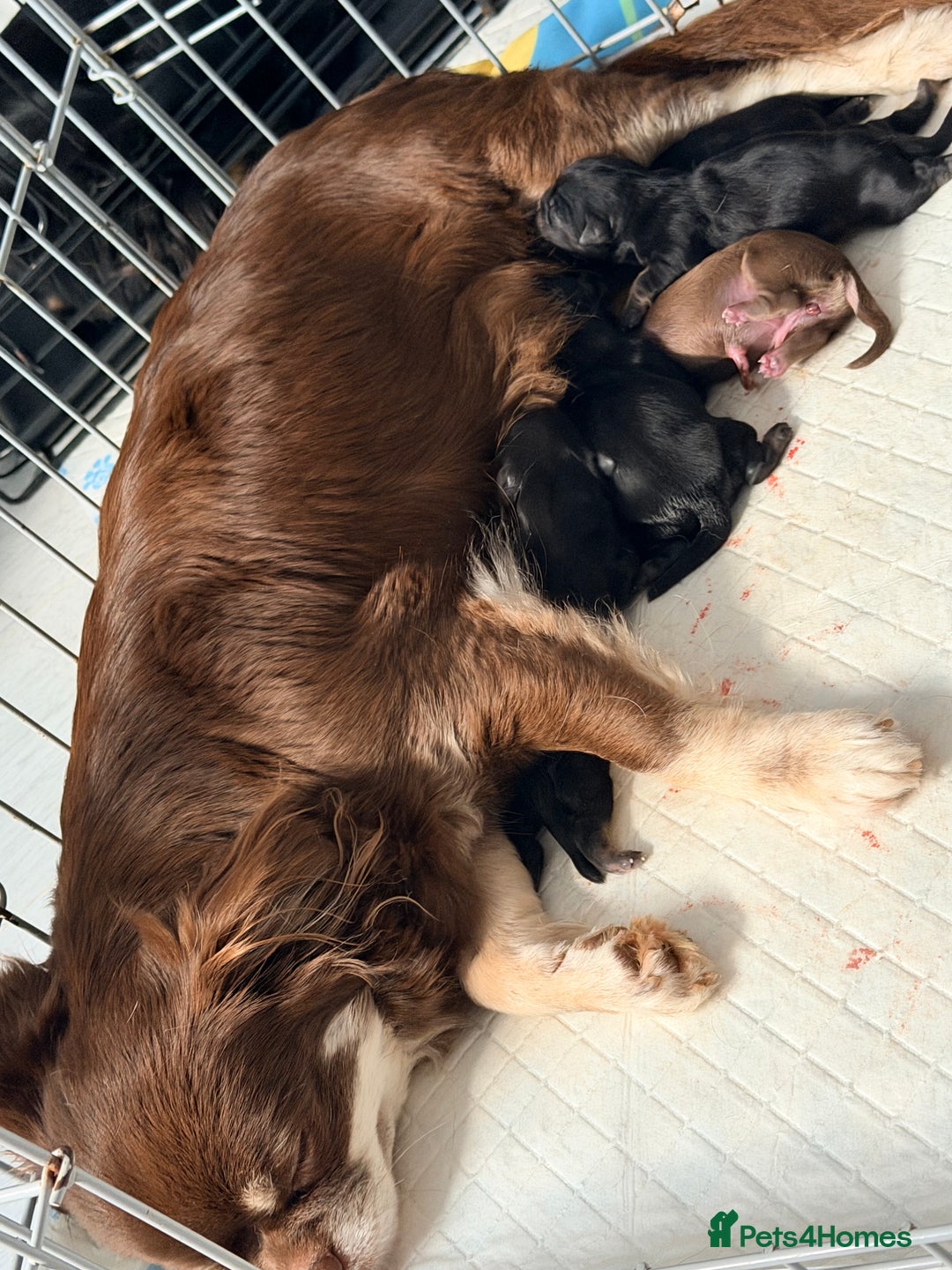 Chihuahua dogs for sale: Russian long coat chihuahua  - Advert 1