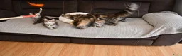 Siberian cats for sale: Pedigree Siberian Kittens from Tunguska House - Advert 10