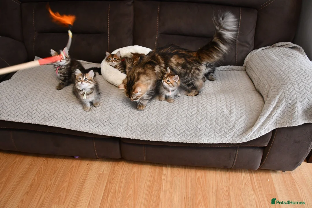 Siberian cats for sale: Pedigree Siberian Kittens from Tunguska House - Advert 2
