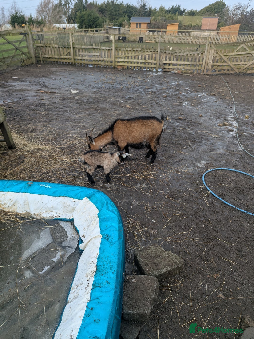 Goats livestock for sale: Nigerian Pygmy Goats for sale x 10 - Advert 2