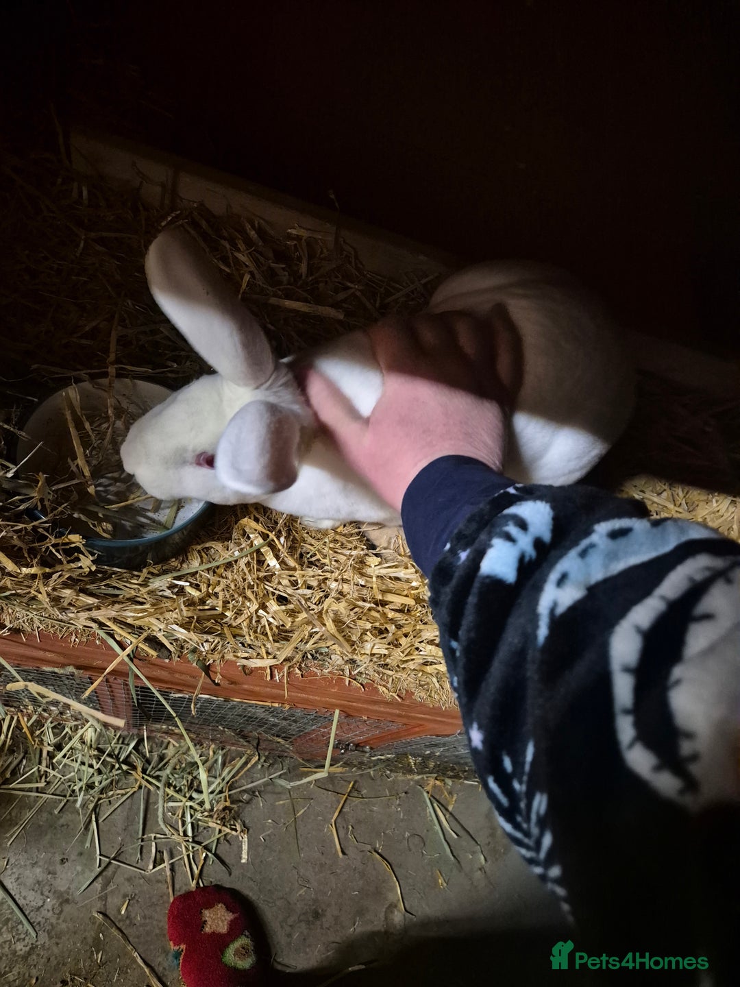Rex rabbits for sale: REW Standard Rex Buck - Advert 4