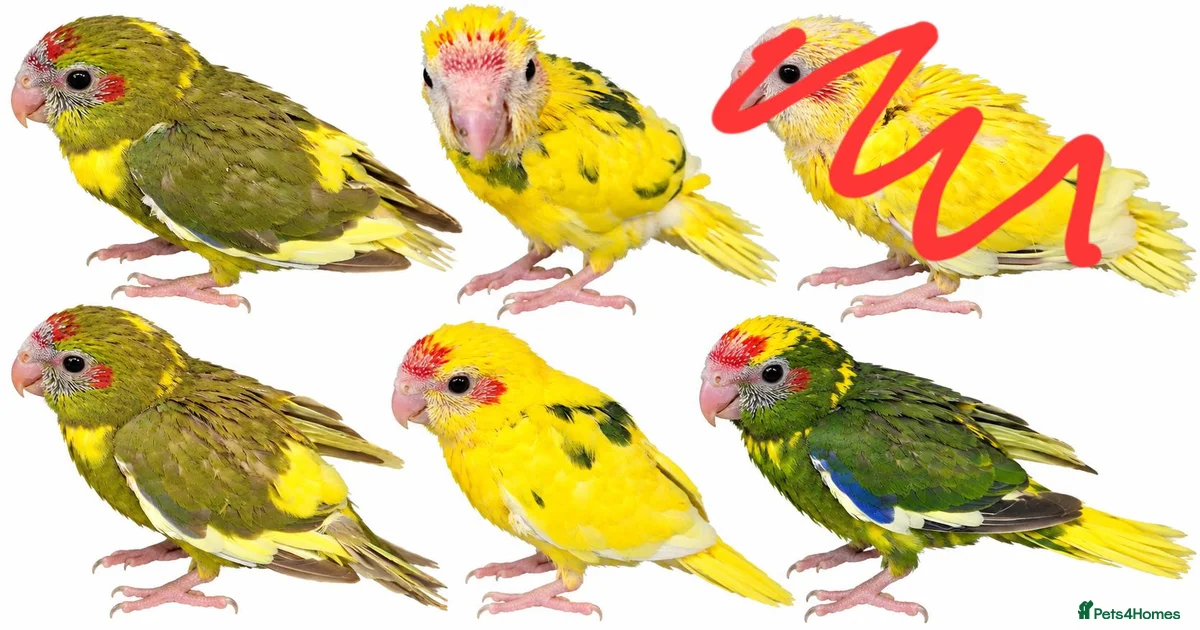 Birds for sale in Huddersfield, West Yorkshire | Pets4Homes