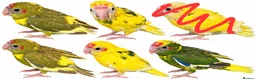 Parrots birds for sale: 5x kakarikis chicks ready now - Advert 1