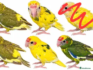 Parrots birds 2x female kakarikis chicks ready now - Advert 11