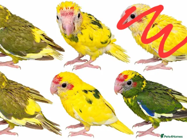 Parrots birds 2x female kakarikis chicks ready now - Advert 13