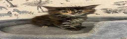 Maine Coon cats for sale: Maine Coon Kittens - Advert 13