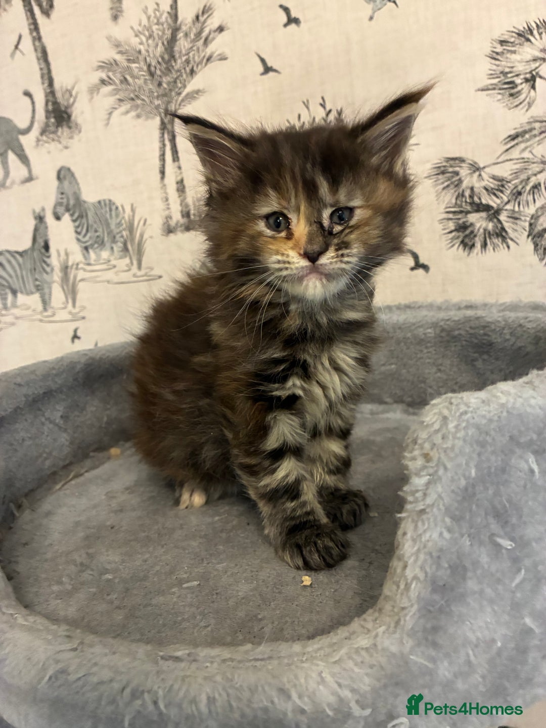 Maine Coon cats for sale: Maine Coon Kittens - Advert 13