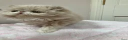 Persian cats for sale: Noushafarin GCCF hobby breeder - Advert 5