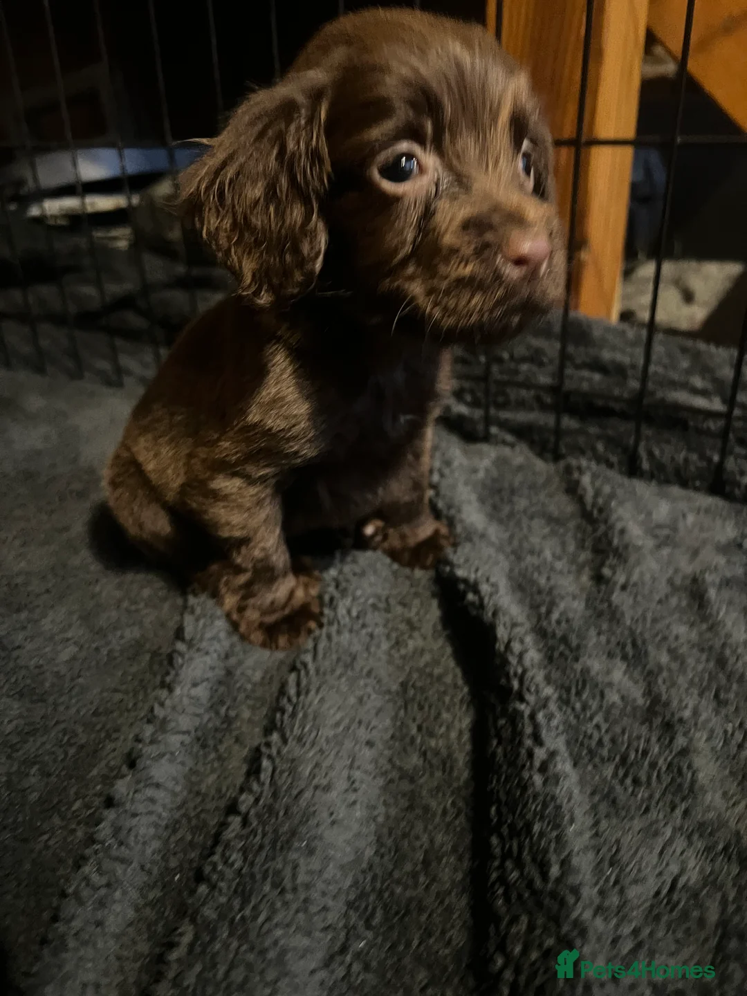 Cocker Spaniel dogs for sale: 🐾Chocolate Cocker Spaniel Puppies – Girls 🐾 - Advert 1