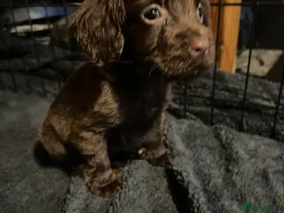 Cocker Spaniel dogs 🐾Chocolate Cocker Spaniel Puppies – Girls 🐾 - Advert 1