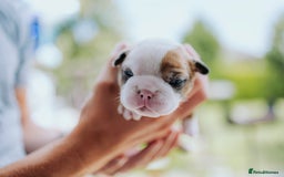 English Bulldog dogs for sale: Stunning litter of  English bulldog puppies - Image 21