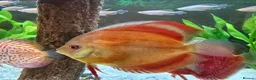 Discus fish for sale: Discus and tropical fish in Pembroke Dock - Advert 3