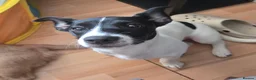 Jack Russell dogs for sale: Lovely jack russell sadly needs a new home. - Advert 3