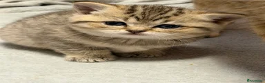 British Shorthair 2