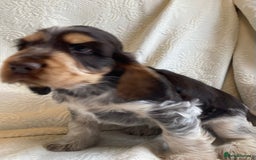 Cocker Spaniel dogs for sale: Show Cocker Pups - ask about our next litter - Image 1
