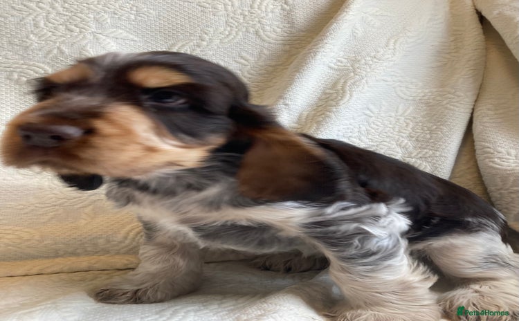 Cocker Spaniel dogs - Advert 14