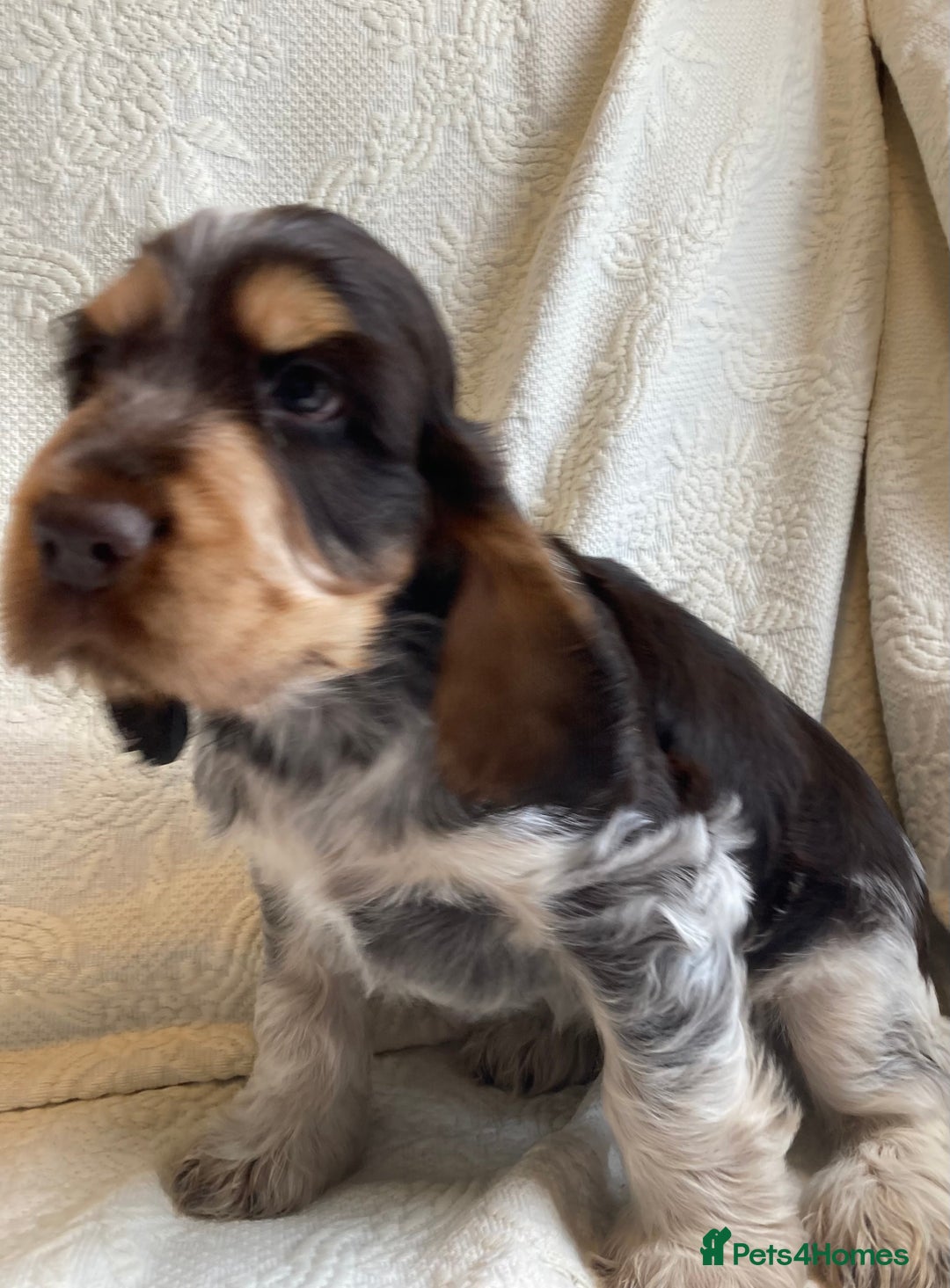 Cocker Spaniel dogs for sale: Show Cocker Pups - ask about our next litter - Image 1