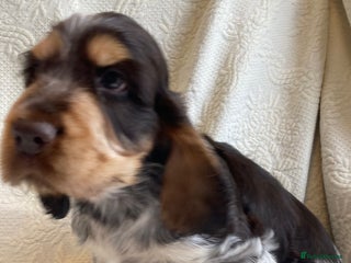 Cocker Spaniel dogs - Advert 7