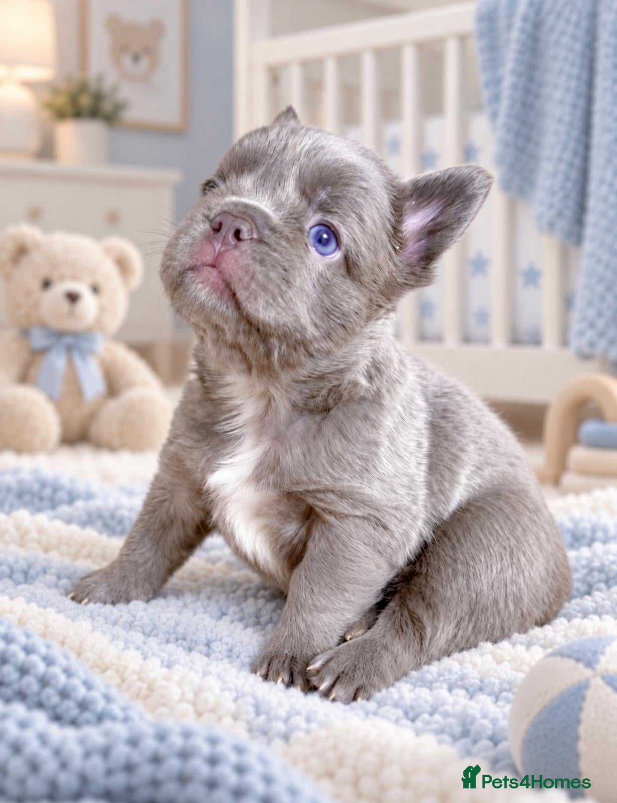 French Bulldog dogs READY NOW Lilac,blue,fluffy - Advert 2