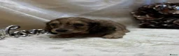 Miniature Dachshund dogs for sale: Stunning KC Long Haired Miniature Dachshund 🐶🐶 - Advert 13